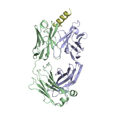 N3-8 항체와 KRS 15-42 peptide 복합체 구조