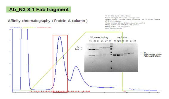 N3-8-1 항체 Fab fragment 정제 1