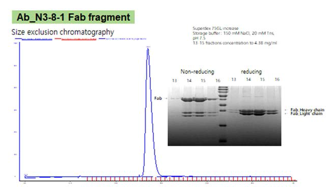 N3-8-1 항체 Fab fragment 정제 2