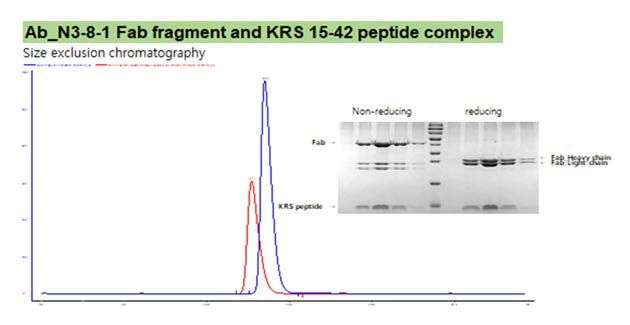 항체와 KRS peptide complex의 정제