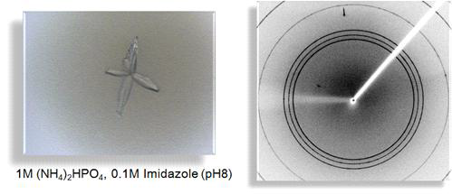 Crystal screening condition 1