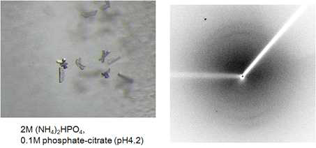 Crystal screening condition 4