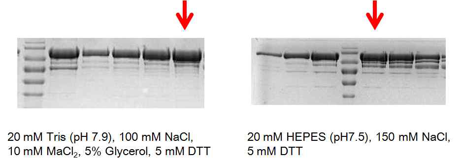 다른 buffer 조건의 AlaRS 단백질 정제 결과 비교