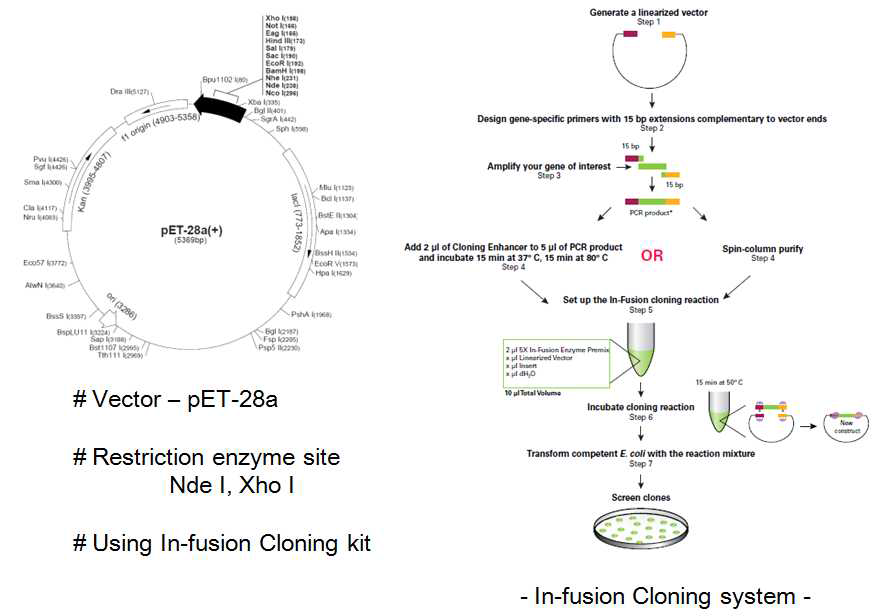 In-fusion Cloning system을 이용한 truncated AlaRS 단백질의 Cloning