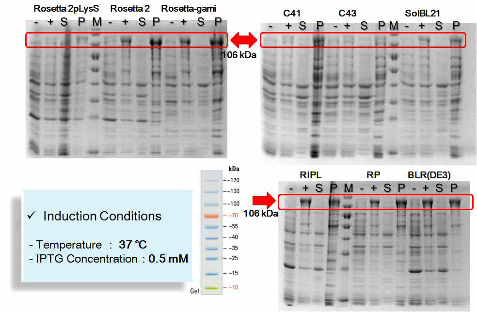 Expression and Solubility Test of L1