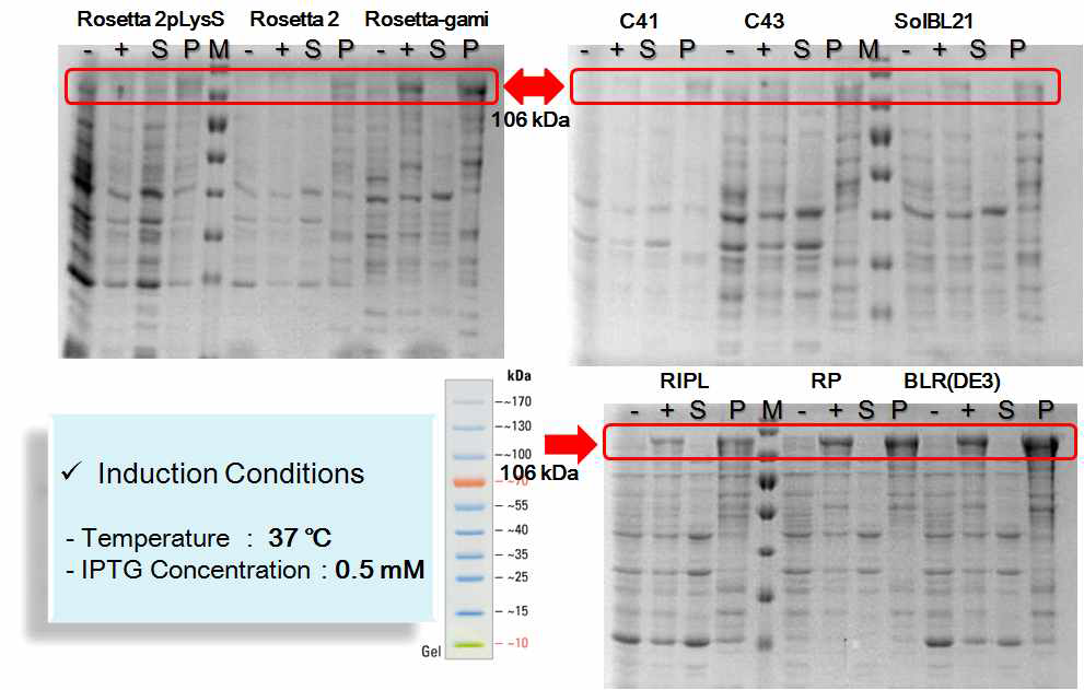 Expression and Solubility Test of L2