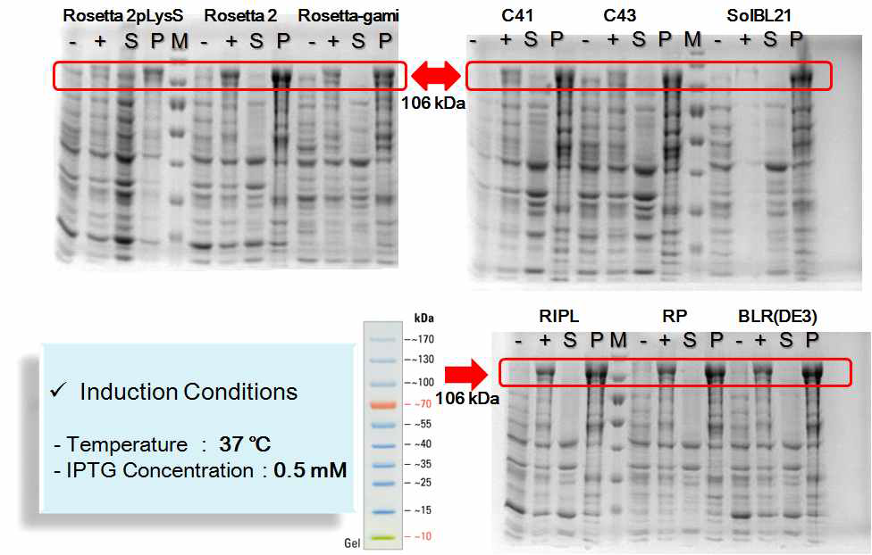 Expression and Solubility Test of L3