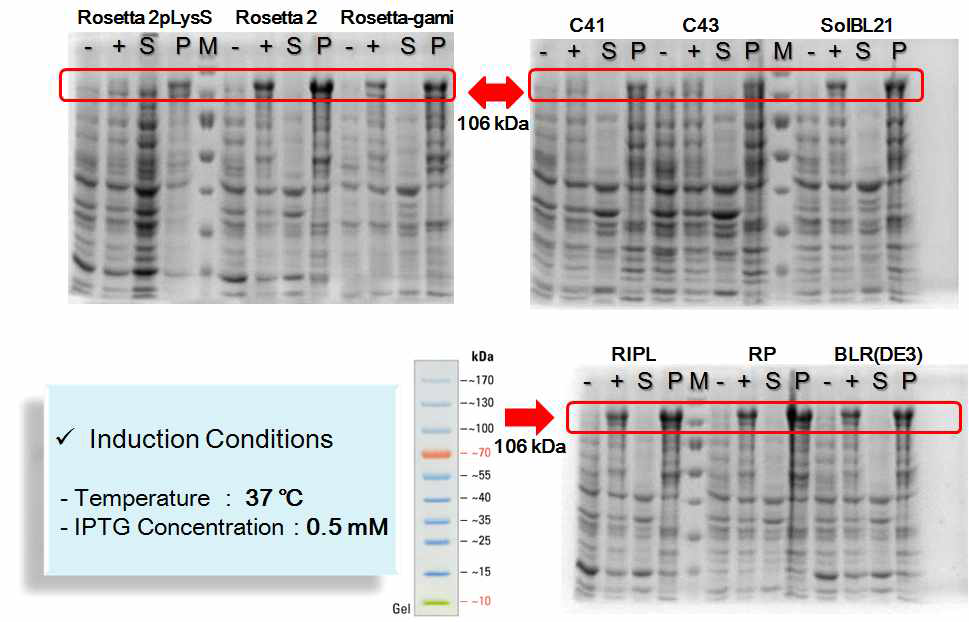 Expression and Solubility Test of L4