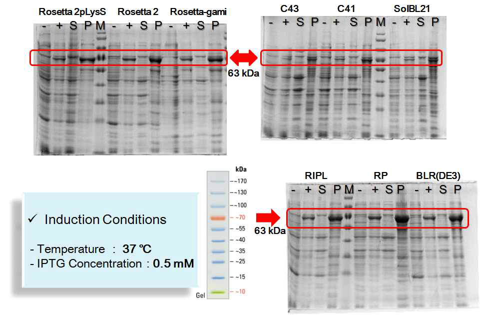 Expression and Solubility Test of S1