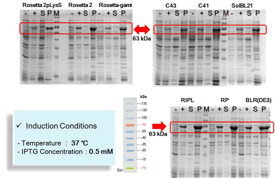 Expression and Solubility Test of S3