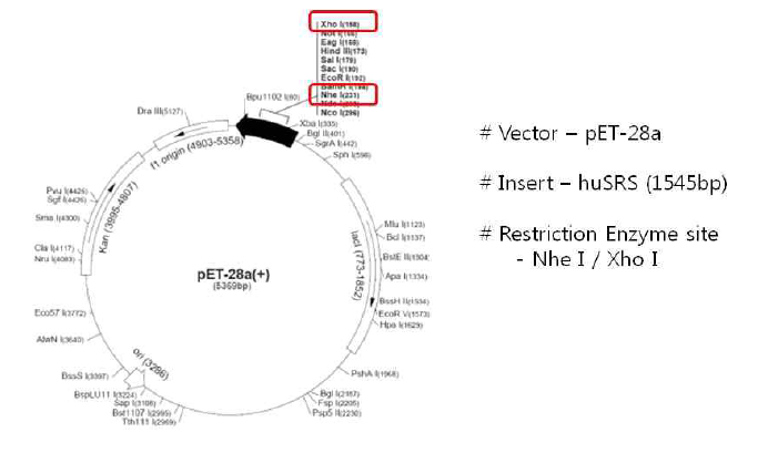 SARS1 DNA cloning