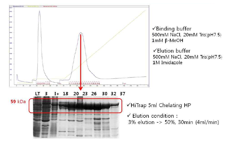 Affinity Chromatography (HiTrap Chealting)