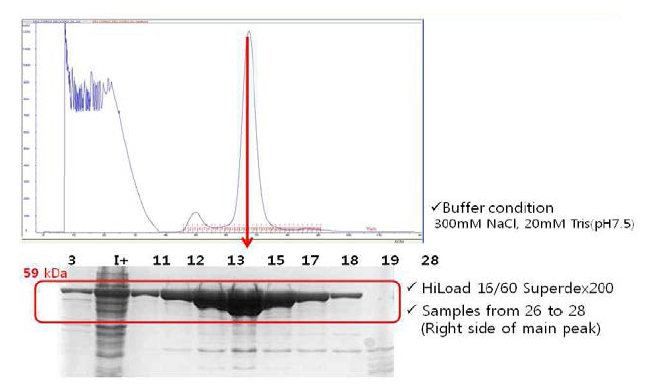 Size exclusion chromatography (1)