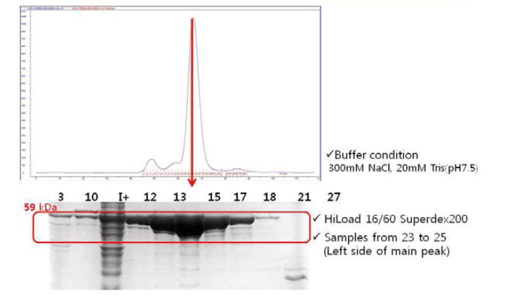 Size exclusion chromatography (2)