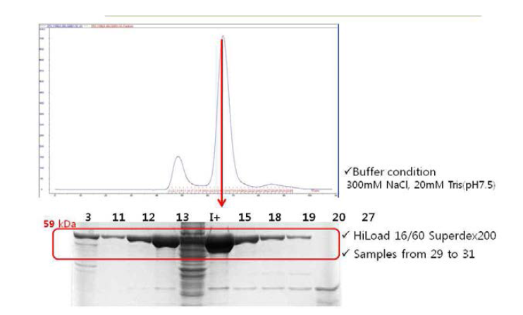 Size exclusion chromatography (3)