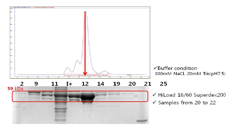 Size exclusion chromatography (4)