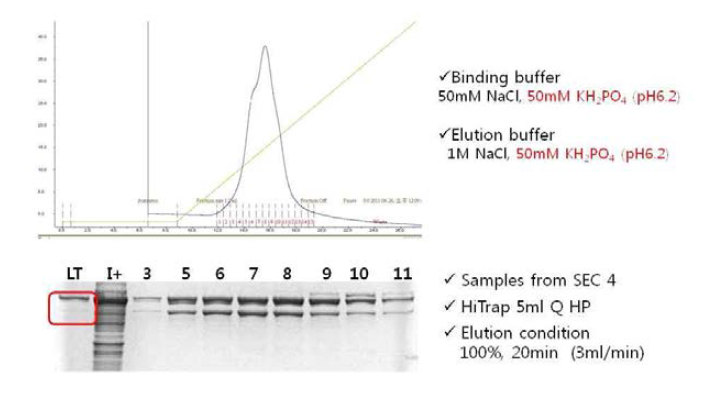 Anion exchange chromatography (1)