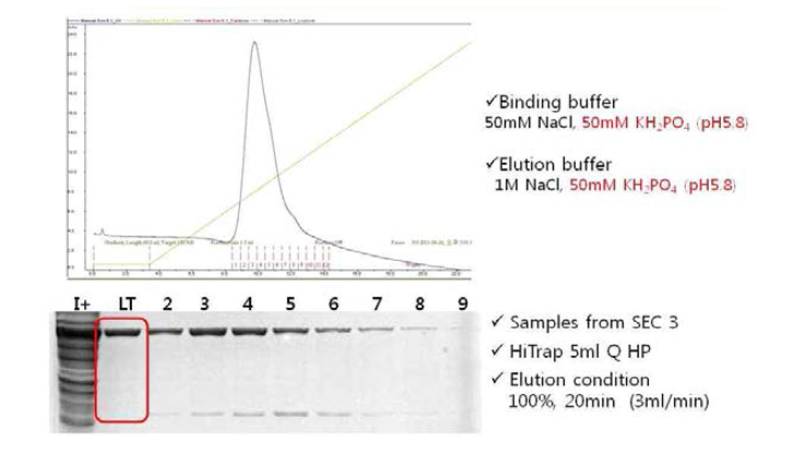 Anion exchange chromatography (2)