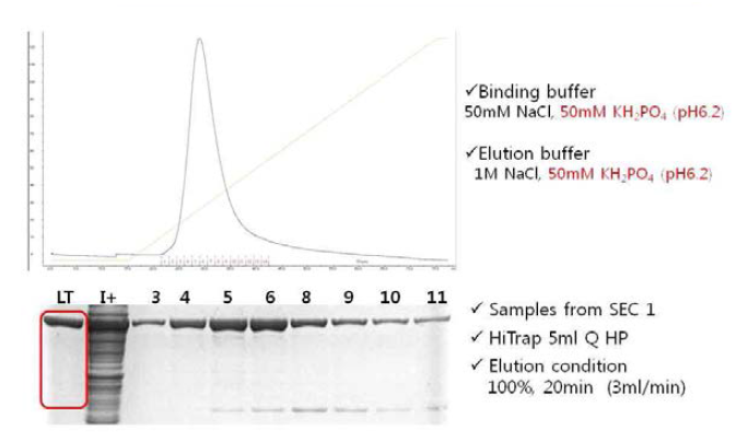 Anion exchange chromatography (3)