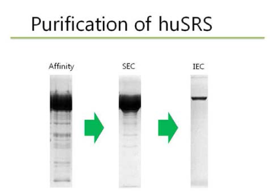 단계별 SRS 단백질 정제