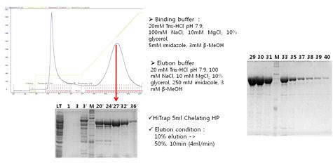 Affinity Chromatography (HiTrap Chealting)