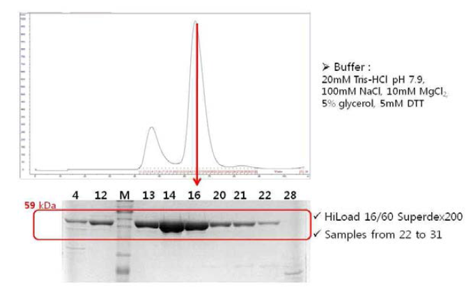 Size exclusion chromatography (2)