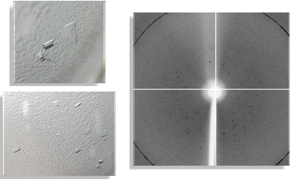 25% w/v PEG 3000, 0.2 M NaCl, 0.1 M HEPES (pH 7.5) 조건의 SerRS 단백질 결정 회절 자료