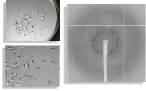 0.1 M MMT buffer/NaOH, 25% w/v PEG 1500 조건에서의 SerRS 단백질 결정 회절 자료