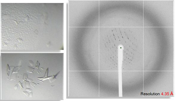 20% w/v PEG 3000, 0.2 M NaCl, 0.1 M HEPES (pH 7.5) 조건에서의 SerRS 단백질 결정 회절 자료