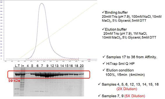 Cation Exchange Chromatography