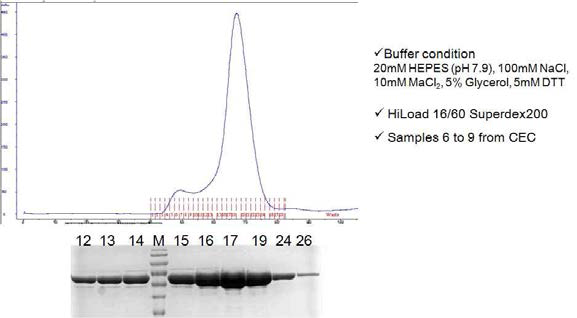 Size Exclusion Chromatography