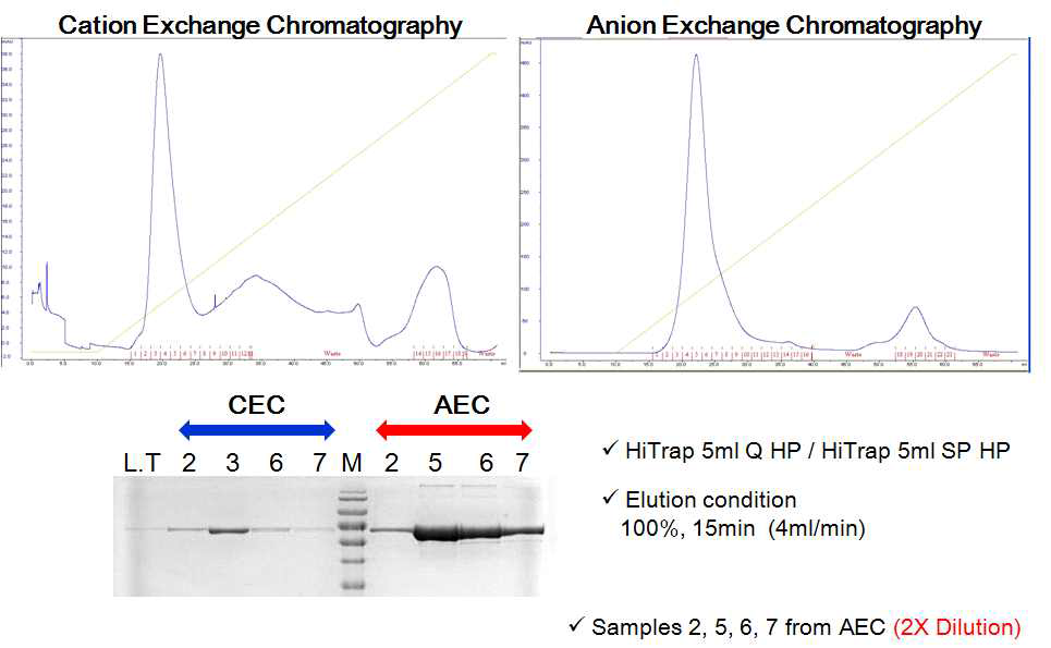 Ion Exchange chromatography