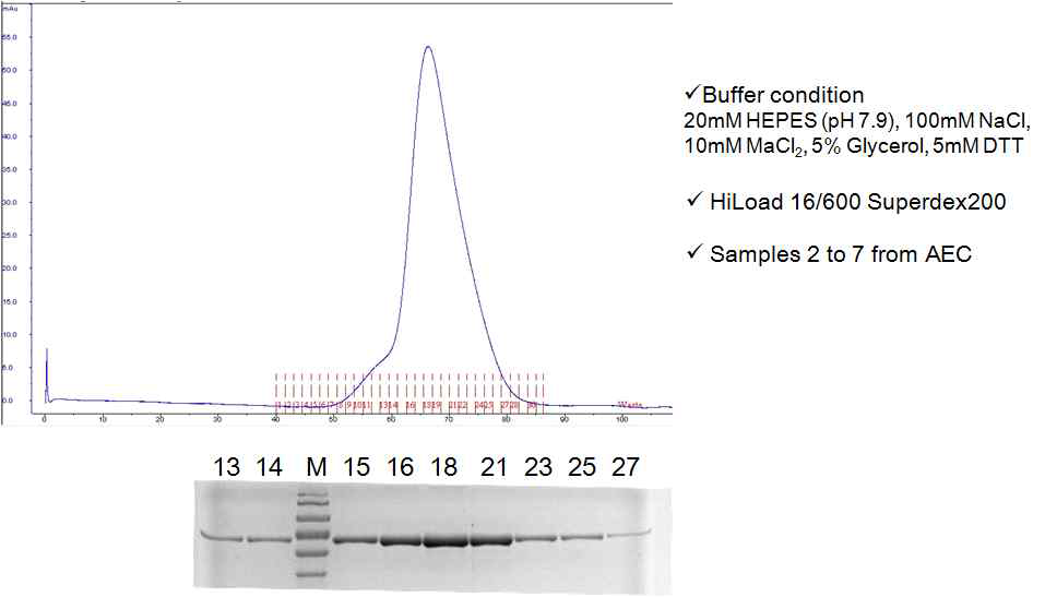 Size Exclusion Chromatography