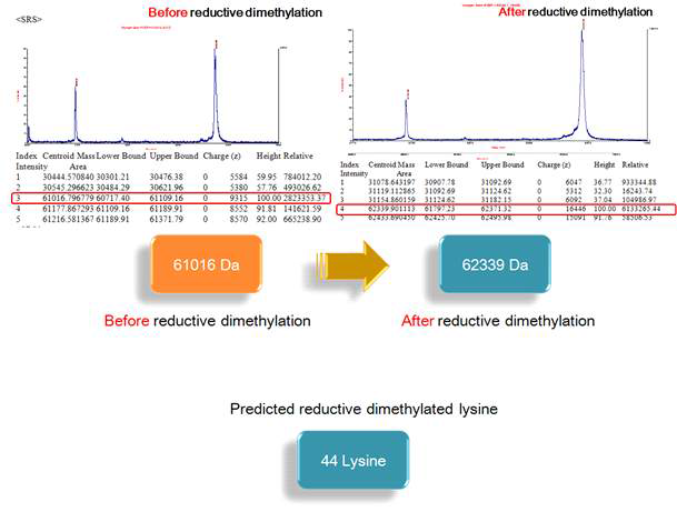 MALDI-TOF을 이용하여 SerRS 단백질의 dimethylation 확인