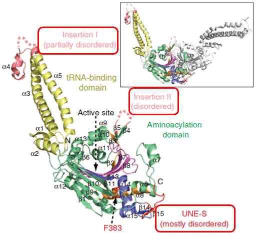 human SerRS 단백질의 2개 domain의 삼차원적 구조