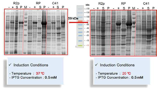 SerRS F383V 단백질의 발현 및 solubility 실험
