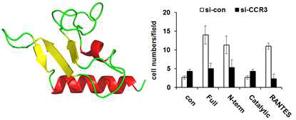 Human NRS 단백질에서 N-말단 부분의 구조와 CCR3-dependent한 chemokine 활성 확인