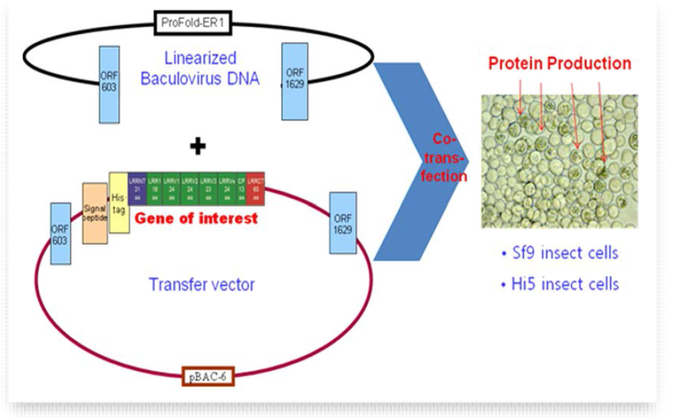 배큘로바이러스 DNA를 이용한 co-transfection 모식도