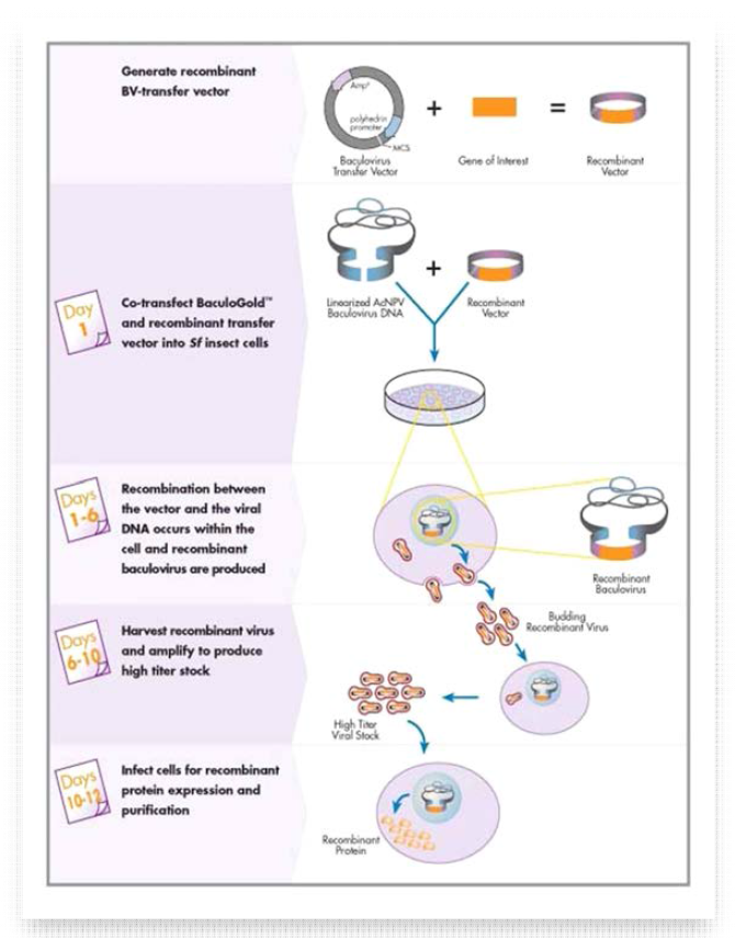 Transfer vector와 선형 배큘로바이러스를 이용하여 표적 단백질을 대량생산하는 방법의 모식도