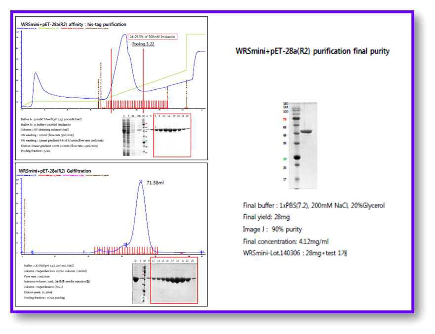 WRSmini+pET-28a(+) 정제결과