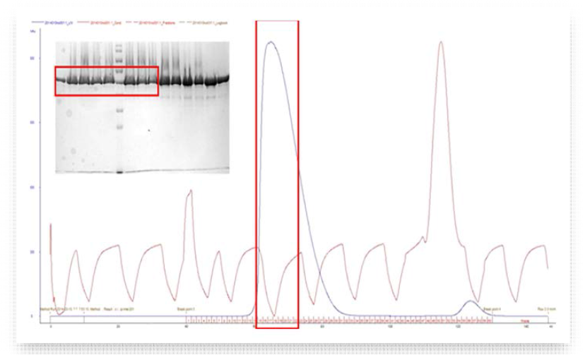 NRS1 catalytic domain construct의 SEC 결과