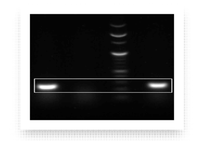 NRS1 N-terminal extension domain의 colony PCR 결과