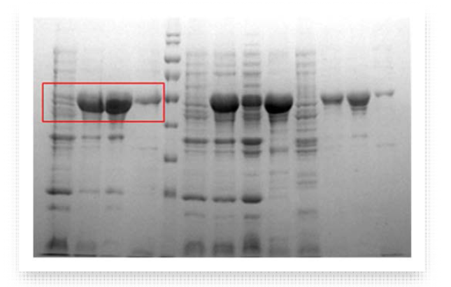 NRS1 construct A4-S77의 MBP-fusion protein Expression test 결과