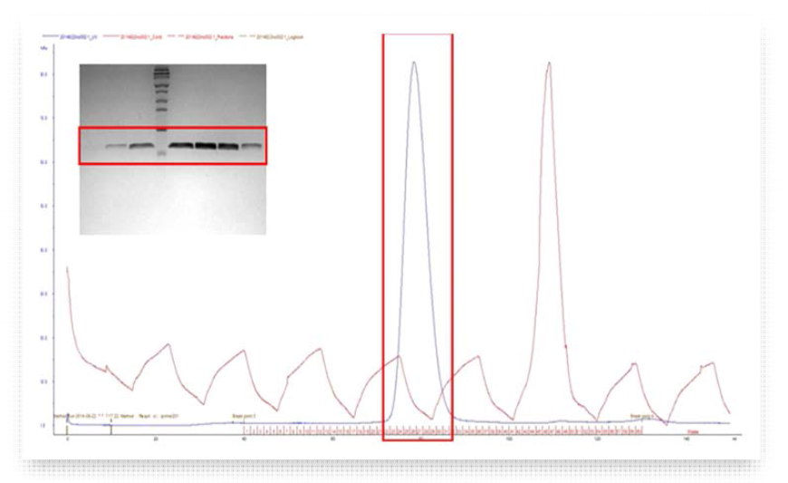 NRS1 N-terminal extension domain의 size exclusion chromatography