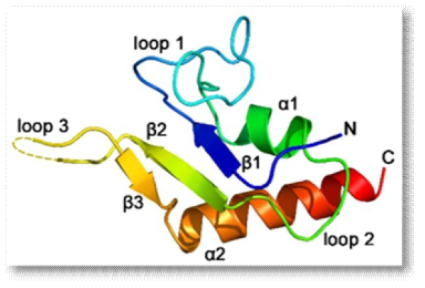 Human cytosolic NRS의 N-terminal extension domain의 결정구조