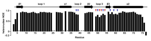 Human N-terminal extension domain에 대한 heteronuclear NOE. 표시는 solution 상에서 더 dynamic한 motion을 가진 것으로 생각되는 residue들