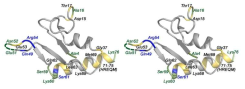 Human N-terminal extension domain에서 proton exchange rate이 큰 residue들을 나타낸 stereo view. Blue : large, green : modest, yellow : low. Surface에 노출된 것으로 생각되는 residue들