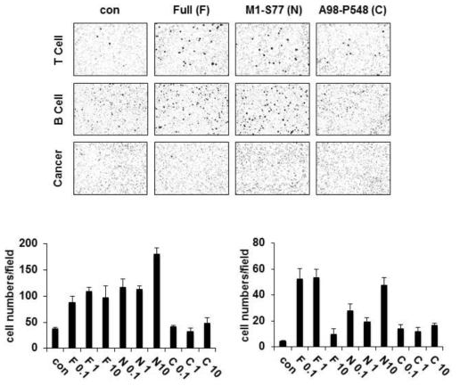 NRS의 immune cell들에 대한 chemokine activity가 N-terminal extension domain에 dependent하다는 것을 규명