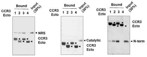NRS와 maltose binding protein(MBP)-fused C-C chemokine receptor 3 (CCR3) extracellular domain (ED)들과의 pull down assay 결과