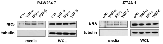 NRS의 secretion이 Th1 cytokine들에 의해서 induction되는 것을 확인